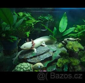 Axolotl mexický - 1
