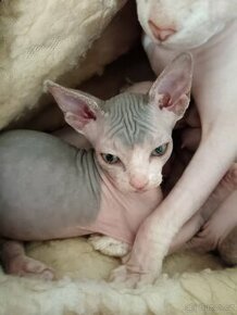 Sphynx