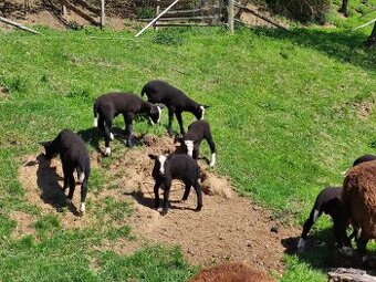 Na prodej: 7 beránků plemene Zwartbles