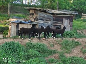 Na prodej: 7 beránků plemene Zwartbles