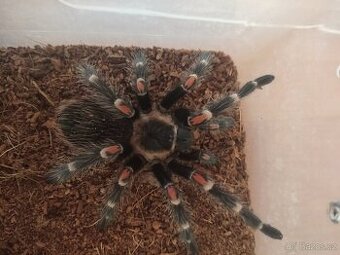 Prodám sklípkan, tarantule, pavouk