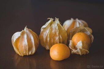 Sazenice physalisu – mochyně peruánská (zlaté bobule)