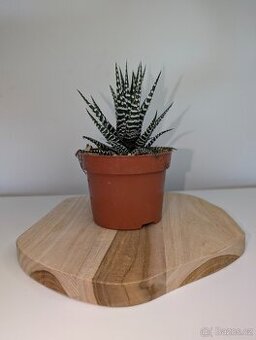 Sukulent - Haworthia fasciata Big Band - 1
