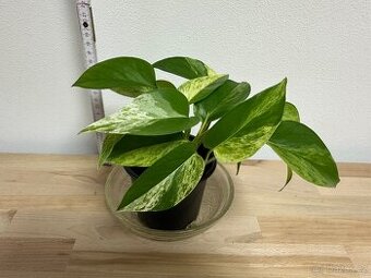 Epipremnum "Marble Queen"pokojová květina
