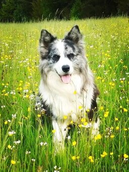 Border kolie -krytí