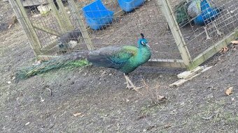 Páv a pávice pávů zelených