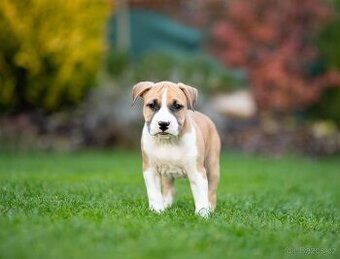 Americký stafordšírský teriér - AMSTAFF s PP