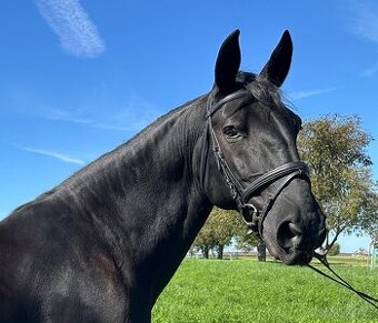 Starokladrubský vraník 14 let