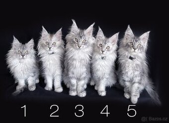 Mainská mývalí koťátka bez PP