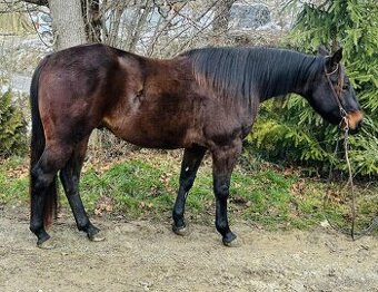 Pohodový, mohutný 3,5 letý valach AQH, zbarvení BROWN