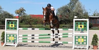 Prodám sedmiletou klisnu do vyššího sportu