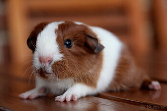 Krátkosrsté morče, morčátko, morčata s PP