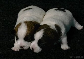 Jack Russell Terrier s PP