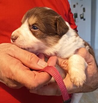 Border kólie - hnedobiele šteniatka