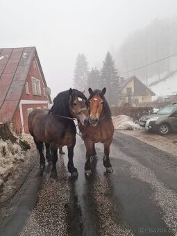Prodám polske chladnokrevniky
