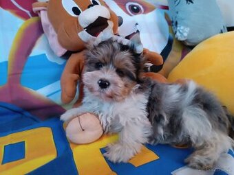 Jorkšírský teriér