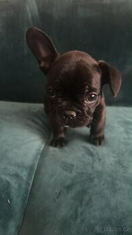 Francouzský buldoček