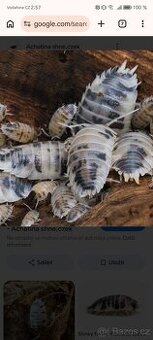 Mám a nepotřebuji stínky daily cow