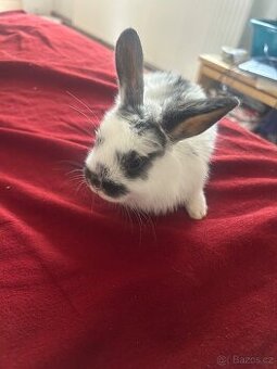 Zakrslý králíci i se samcem