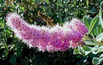 Tavolník Douglas, do živého plotu, prostokořenné sazenice