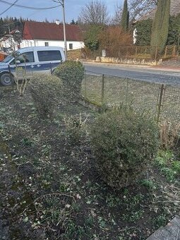 Vzrostlý Buxus (Krušpánek) – výška 1m