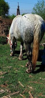 Taznu kobylu  simel Arden