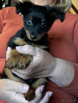 Pražský krysařík