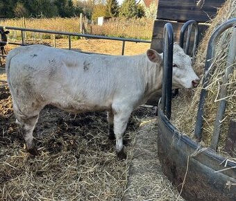 Jalovice charolais
