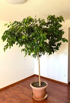 Strom Ficus Benjamin