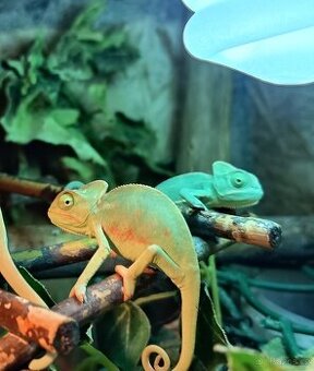 Chameleon Jemenský