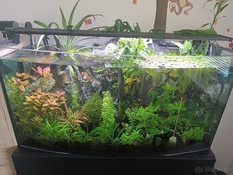 Paludárium/Akvárium