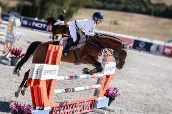 Prodám amatérskou klisnu do sportu 2017 po Quick Lauro