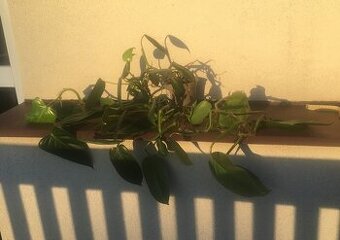 Philodendron Vilevine