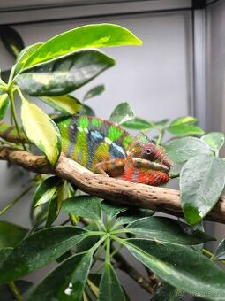 Chameleon pardáli