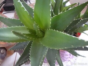 Léčivka Aloe Vera.