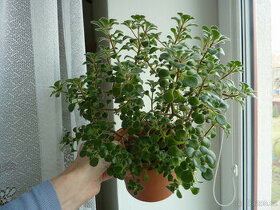Aeonium lindleyi - sukulentní pokojová rostlina
