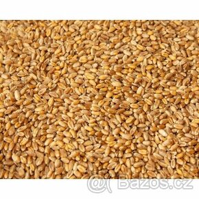 Krmná pšenice