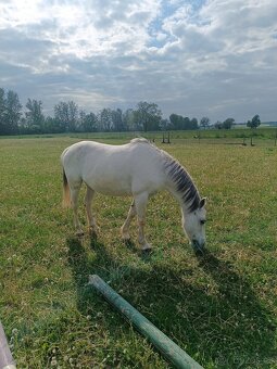 Pony