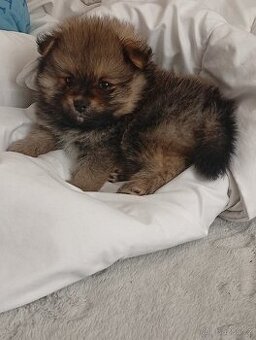 Pomeranian špic