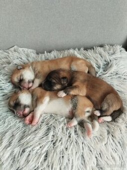Štěňata Akita inu - 1