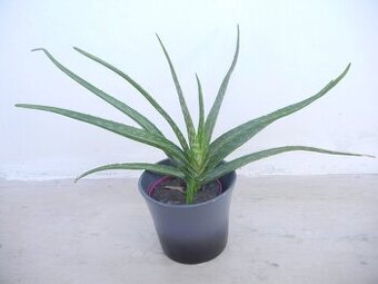 Aloe
