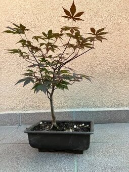 Bonsai, Bonsaj, japonský javor, skalky