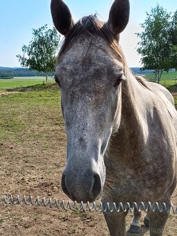 Klisna QH