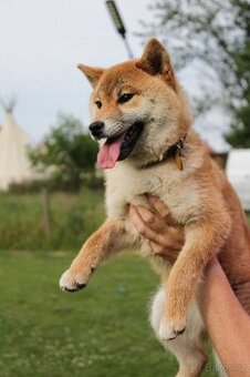Shiba inu s PP