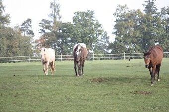 Nabídka pastevního a boxového ustájení