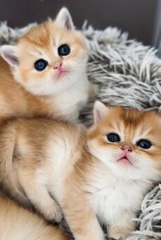 🐾 Čistokrevné britské činčily s rodokmeny 🐾