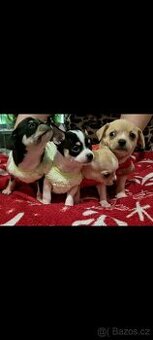 Čivava mini štěňata bez pp