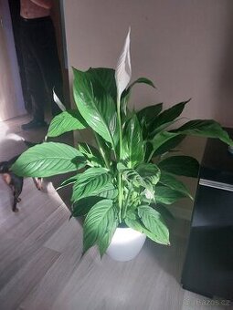 Lopatkovec ,ženské sčesti