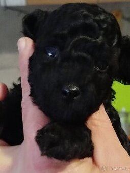 Pudl Pudlik trpasličí 🍀🐩