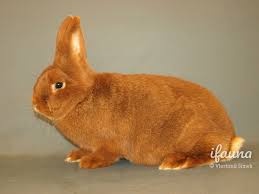 Novozelandský červený